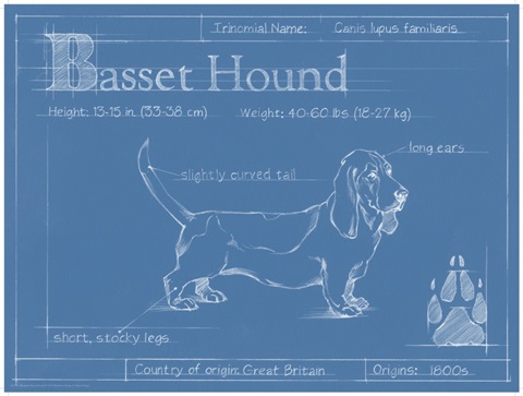 Blueprint Basset Hound