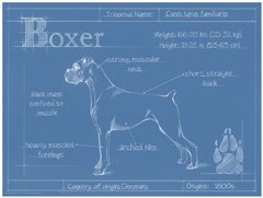 Blueprint Boxer