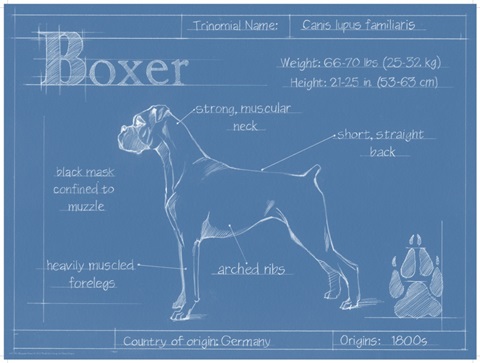 Blueprint Boxer
