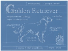 Blueprint Golden Retriever