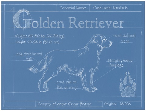 Blueprint Golden Retriever