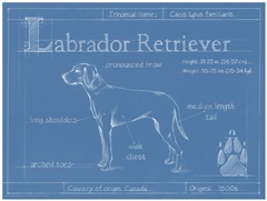 Blueprint Labrador Retriever