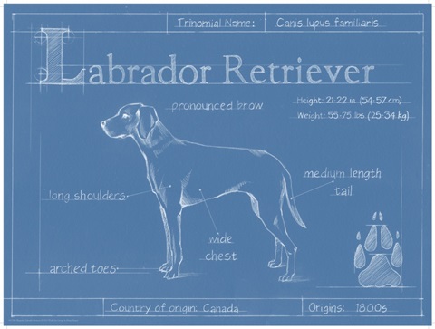 Blueprint Labrador Retriever