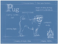 Blueprint Pug