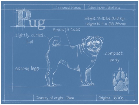 Blueprint Pug