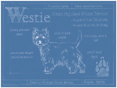 Blueprint Westie