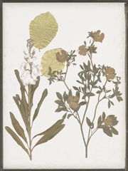 Book-Pressed Flowers I