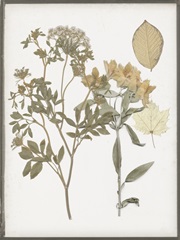 Book-Pressed Flowers II