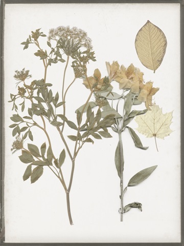 Book-Pressed Flowers II