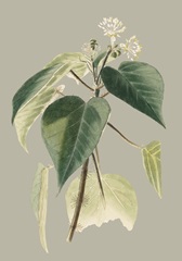 Botanical Cabinet II