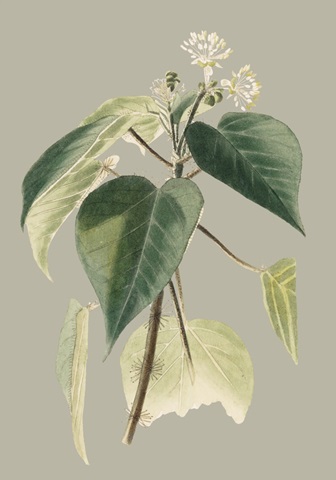 Botanical Cabinet II