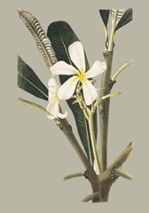 Botanical Cabinet IV