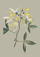 Botanical Cabinet VI