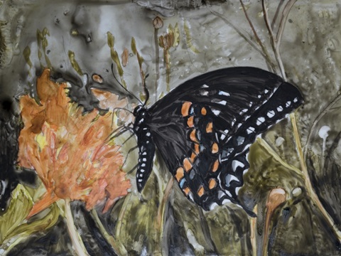 Butterfly in Nature IV