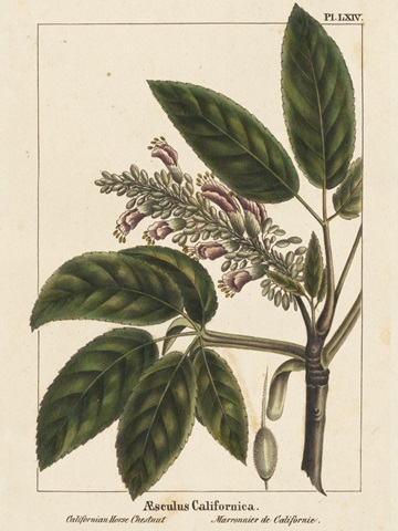 California Horse Chestnut