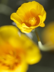 California Poppy I