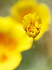 California Poppy III