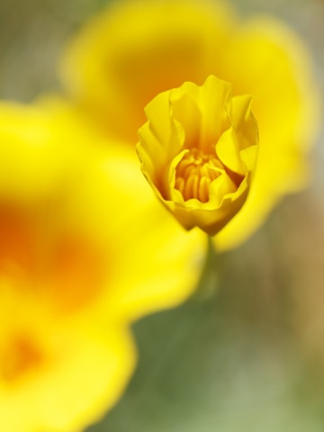 California Poppy III