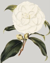 Camellia Japonica I