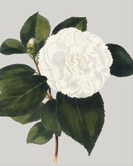 Camellia Japonica II