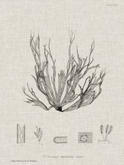 Charcoal and Linen Seaweed I