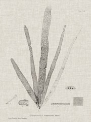 Charcoal and Linen Seaweed II