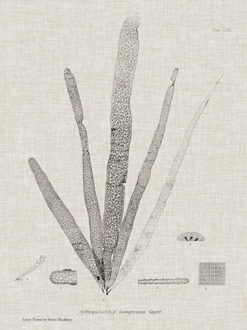 Charcoal and Linen Seaweed II