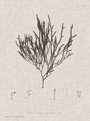 Charcoal and Linen Seaweed IV