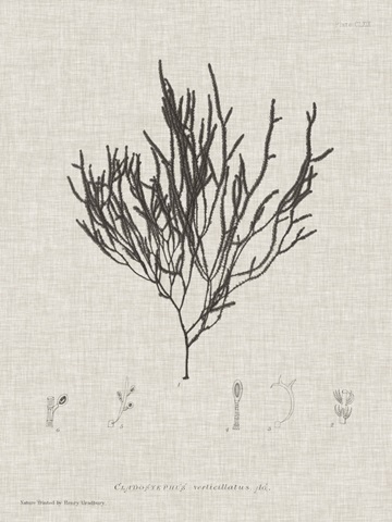 Charcoal and Linen Seaweed IV