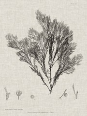 Charcoal and Linen Seaweed V