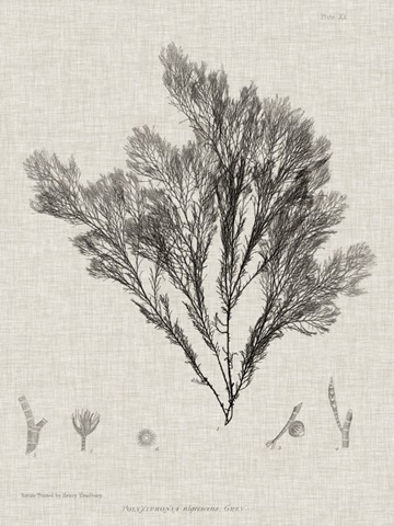 Charcoal and Linen Seaweed V