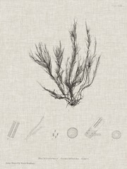 Charcoal and Linen Seaweed VI