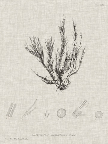 Charcoal and Linen Seaweed VI