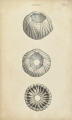 Cylindrical Shells I