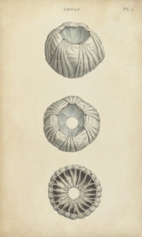 Cylindrical Shells I