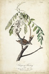 Delicate Bird and Botanical I