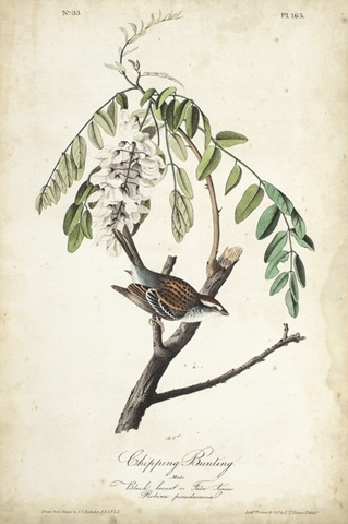 Delicate Bird and Botanical I