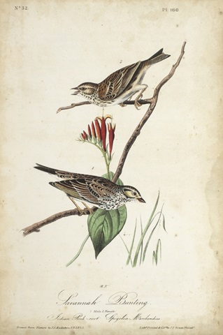 Delicate Bird and Botanical III