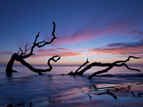 Driftwood Beach