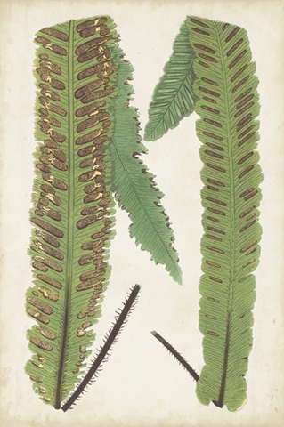 Fern Family III