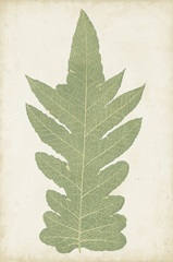 Fern Family IX