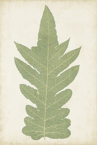 Fern Family IX