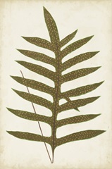 Fern Family VIII