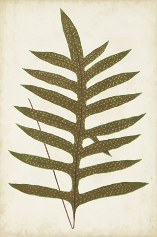 Fern Family VIII