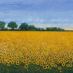 Field of Sunflowers I