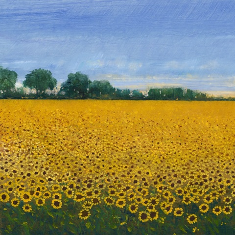 Field of Sunflowers I