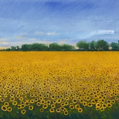 Field of Sunflowers II