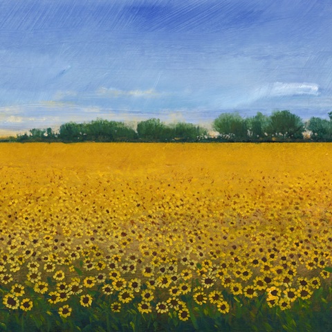 Field of Sunflowers II