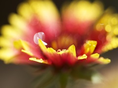 Gaillardia I
