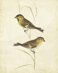 Goldfinch